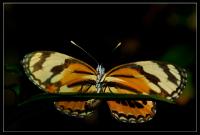 Papillon non identifié 02