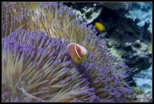 Snorkeling à Opal Reef