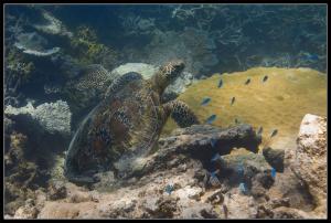 Snorkeling à Opal Reef